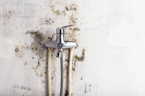Best Kitchen Mold Remediation in Spicer, MN