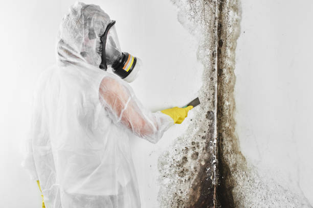 Best Residential Mold Remediation in Spicer, MN