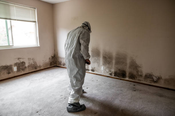 Best Industrial Mold Remediation in Spicer, MN