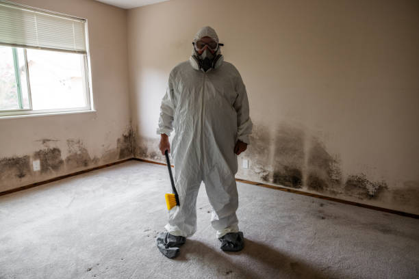 Best Basement Mold Remediation in Spicer, MN