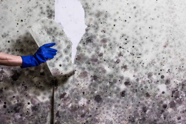 Best Insurance-Related Mold Remediation in Spicer, MN