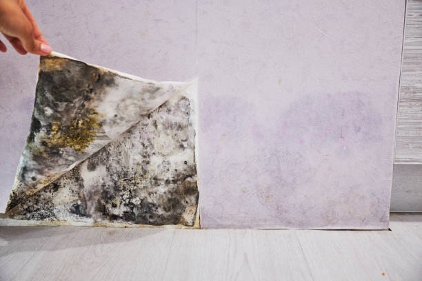 Best Bathroom Mold Remediation in Spicer, MN